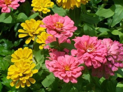 ~ [S] plants for south side of house | Plants for the South Side of a House - Zinnias come in a variety of colors and tolerate dry conditions. Plants Around Pool, Making Plant Pots, Side Garden, Sun Plants, Climbing Vines, Annual Flowers, Drought Tolerant Plants, Hardy Plants, House Landscape