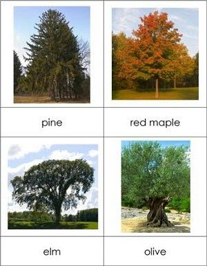 Curriculum Themes, Tree Unit, Types Of Trees, Montessori Science, Montessori Printables, Bristlecone Pine, Amazing Trees, Tree Identification, Tree Theme