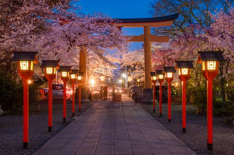 Hirano Shrine: Kyoto's Sakura Party Scene - Travel Caffeine Japan Aesthetic Landscape, Sakura Festival Japan, Japan Landscape Photography, Cherry Blossom City, Kyoto Landscape, Kyoto Japan Aesthetic, Kyoto Japan Cherry Blossom, Sakura Party, Kyoto Aesthetic