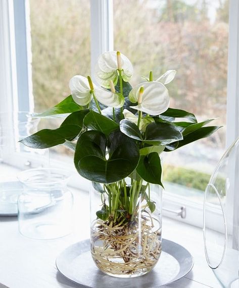 23 Popular Indoor Plants You Can Grow In Vases | Balcony Garden Web Water Plants Indoor, Plants Grown In Water, Tanaman Air, Anthurium Plant, Indoor Water Garden, Hydroponic Farming, نباتات منزلية, Hydroponic Plants, Garden Indoor