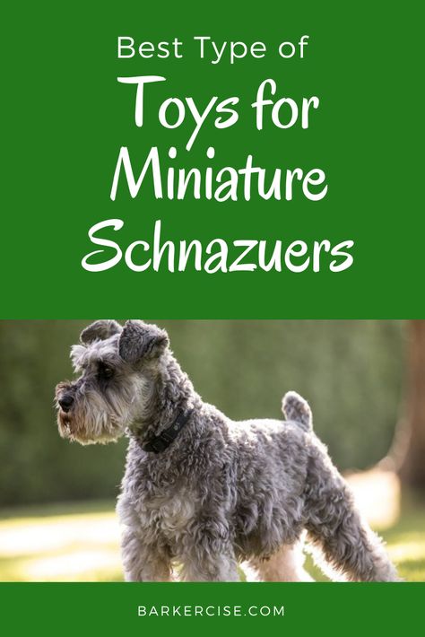 How To Groom A Miniature Schnauzer, Teacup Schnauzer, Schnauzer Cut, Dog Grooming Diy, Toy Schnauzer, Schnauzer Breed, Puppy Tips, Schnauzer Grooming, Mini Schnauzer Puppies