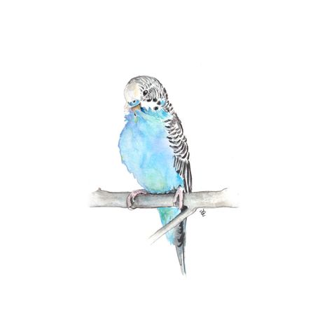 White Budgie, Blue Budgie, Budgie Parakeet, Best Portraits, Bird Lover, Bird Toys, In A Hurry, Painting Photos, Print Artist