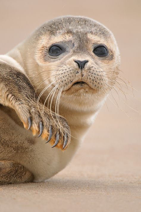 Regard Animal, Seal Pup, Animals Photography, Baby Seal, Water Animals, Marine Mammals, Sea Lion, Amazing Animals, Sweet Animals