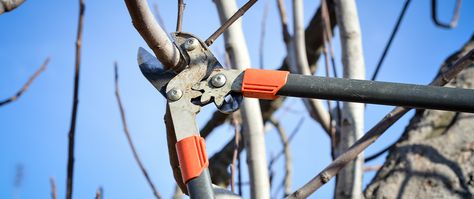 Take the guesswork out of pruning your trees and shrubs with this pruning guide for the Quad Cities! Pruning Peach Trees, Prune Fruit, Tree Removal Service, Pruning Fruit Trees, Fruit Bearing Trees, Pruning Tools, Peach Tree, Tree Pruning, Tree Removal