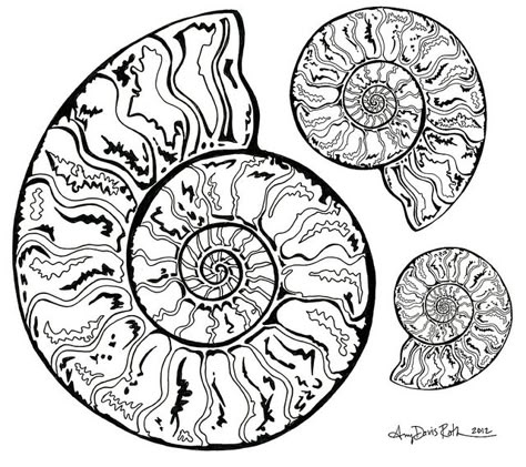 Three ammonites in black and white. A drawing I did. Nautilus Tattoo, Shell Drawing, Simpul Makrame, Adobe Illustrator Draw, Lyric Art, Natural Forms, Land Art, Patterns In Nature, Silk Painting