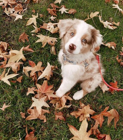 Koa’s Korner 🤍🐾 on Instagram: “FALLing in love with leaves🍂🍁 • • • • • @mydogiscutest @aussie.hub #aussiesofinstagram #aussiesdoingthings #australianshepherd…” Puppy Aussie, Fall Drawings, Aussie Puppies, Really Cute Dogs, Australian Shepherd, Adorable Animals, Autumn Leaves, Falling In Love, Cute Dogs