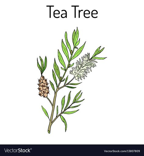 Tea Tree Illustration, Tea Tree Plant, Handmade Soap Packaging, Botanical Vector, Diy Soaps, Organic Apple Cider, Organic Apple Cider Vinegar, Mural Ideas, Bedrooms Ideas