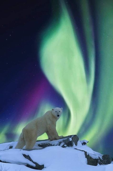 Polar Bear Standing, Polar Bear Wallpaper, Northern Lights Photography, Bear Standing, Lights Photography, Bear Wallpaper, Polar Bears, Rock On, Winter Wonder