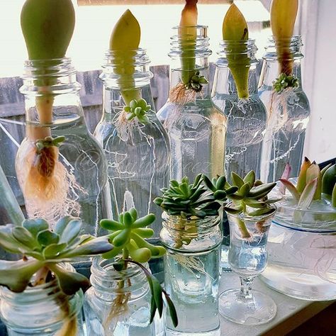 #waterpropagationstation 💦💚 wishing everyone a wonderful weekend🤗 for some water propagation tips with succulents keep reading👇 . . .… Propagate Succulents From Leaves, Propagation Tips, Water Propagation, Propagating Succulents, Growing Succulents, Succulent Gardening, Wonderful Weekend, Cactus Y Suculentas, Propagating Plants