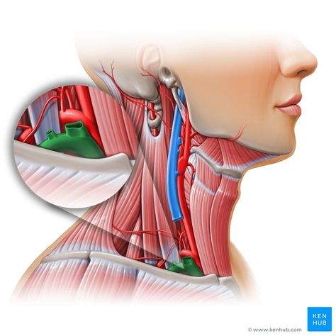 Subclavian vein (Vena subclavia); Image: Paul Kim Subclavian Artery, Paul Kim, Anatomy Study, Medical Illustration, Medical Science, Feeling Stuck, Medical, Medical Illustrations