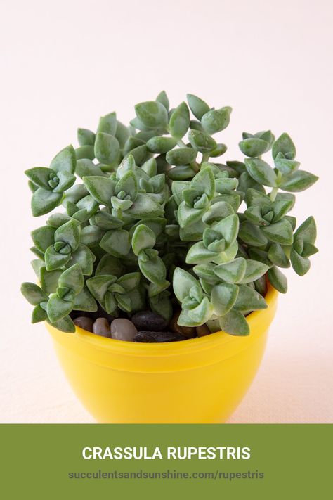 Crassula rupestris | Succulents and Sunshine Crassula Succulent Types, Miniature Gardens, Types Of Succulents, How To Grow Taller, Desert Plants, Tall Plants, West Side, Miniature Garden, Planting Succulents