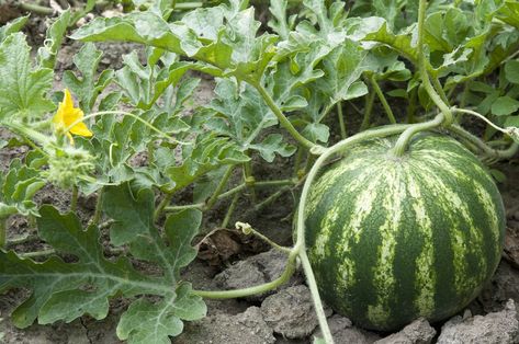 By Alexa EricksonJuicy, hydrating, vibrant watermelon is a deliciously healthy fruit that exudes the essence of summer. The scrambling and trailing vine-like plant is one of the most popular fruits to grow in the garden, and although it requires a lot of space, sun, and water, it’s possible to grow in your own backyard. This how-to guide will help you plant, grow, and enjoy watermelon in your garden. Photo via Shutterstock When to Plant Watermelon Watermelons require warm soil, so pl… Plant Watermelon, Watermelon Growing, Watermelon Vines, Watermelon Varieties, How To Grow Watermelon, Watermelon Plant, Cucumber Beetles, Starting Seeds Indoors, Sweet Watermelon