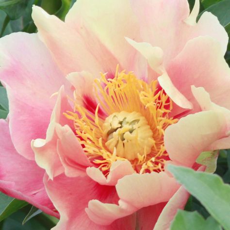 Itoh Peony, Itoh Peonies, Julia Rose, Yellow Peonies, Planting Peonies, Coral Peonies, Planting Shrubs, Peonies Garden, Plant Combinations