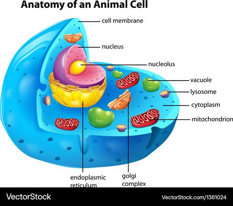 Animal Cell Anatomy, Cell Anatomy, Animal Cell, An Animal, Transparent Png, High Res, Png Images, Anatomy, Adobe Illustrator