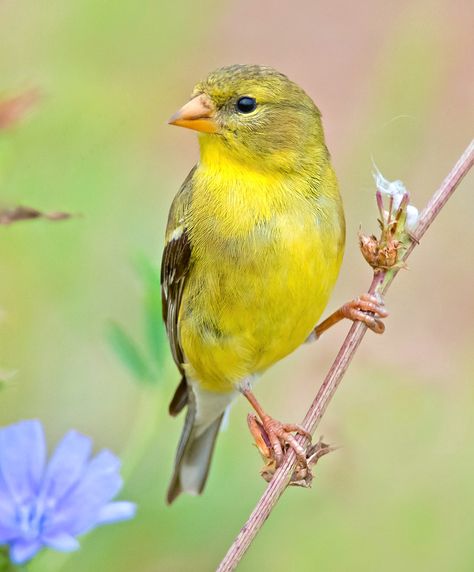 Female American Goldfinch (Spinus tristis) Female Goldfinch, Goldfinch Bird, American Goldfinch, Painting Animals, Finches, Watercolor Flower Art, Sunflower Pattern, Goldfinch, Watercolor Flower