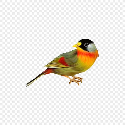 Birds Png For Editing, Birds Png, Little Bird Tattoos, Photography Name Logo, Png Images For Editing, Bird Png, Feather Vector, Shri Ganesh Images, Dj Images