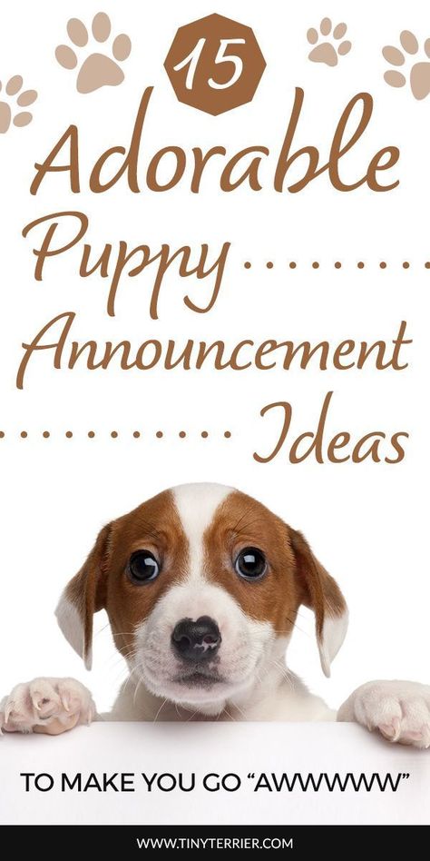 15 Adorable Puppy Announcement Ideas to Make You Go "Awwwww".  Announce your new puppy to your friends and family with these fun puppy announcement ideas. From funny photos to cute themed announcements, here's how to tell the world that you are getting a new puppy or getting a new dog. #newdog #puppy #dog #puppyannouncement #dogannouncement Dog Announcement Photos, Dog Announcement Puppies, Getting A Dog Announcement, Dog Having Puppies Announcement, New Puppy Gift Ideas, New Puppy Announcement Funny, New Dog Mom, Funny Puppy Quotes, Dog Announcement Adoption