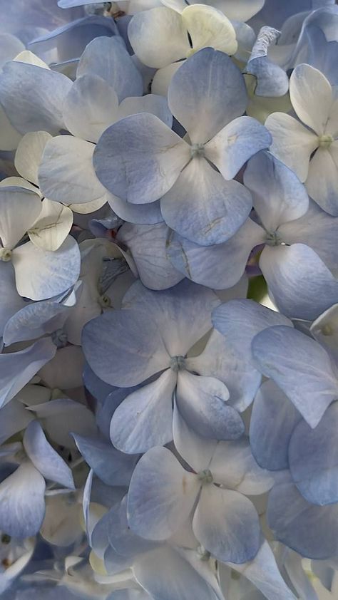 Hydrangea Wallpaper, Baby Blue Wallpaper, Blue Flower Wallpaper, Iconic Wallpaper, Blue Aesthetic Pastel, Black Phone Wallpaper, Light Blue Flowers, Cute Pastel Wallpaper, Iphone Wallpaper Photos