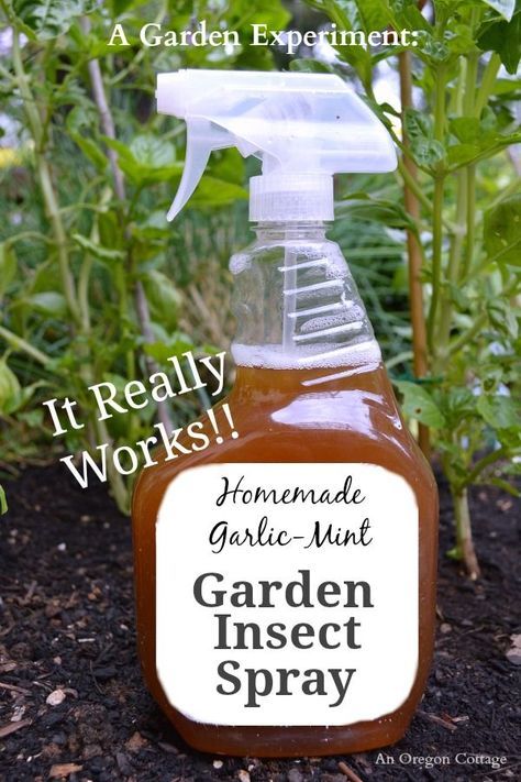 Homemade Garlic-Mint Natural Garden Insect Spray - this stuff is amazing! Check out the before and after of bug-eaten basil to see how it works at An Oregon Cottage. Mint Garden, Garden Frogs, Insect Spray, نباتات منزلية, Basil Plant, Garden Insects, Garden Pests, Natural Garden, Flowers Garden