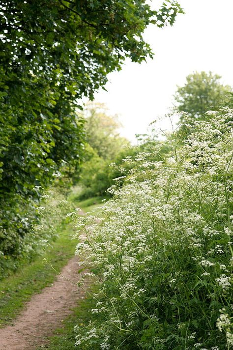 Woodland path with cow parsley in Brecon Powys Wales UK Cows Parsley, English Woodland, Luttrellstown Castle, English Coast, Woodland Path, Aesthetic Country, Berry Garden, Personal Investigation, Cow Parsley