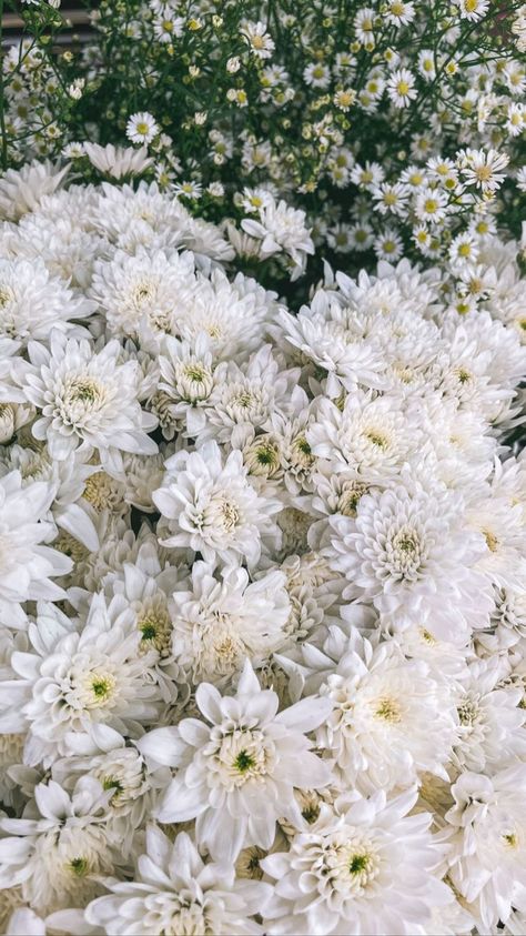 by Awkarin Aesthetic Wallpaper Wall, Chrysanthemum Morifolium, Floral Design Wallpaper, November Flower, Studio Ghibli Background, Flower Identification, Nothing But Flowers, Wedding Stylist, Chrysanthemum Flower