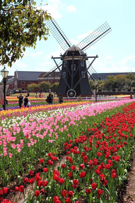 Tulip festival in Huistenbosch (Sasebo, Nagasaki, Japan). Nagasaki Japan Aesthetic, Nagasaki Aesthetic, Sasebo Japan, Japan Scenery, Nagasaki Japan, Tulip Festival, 2000 Fashion, Japan Aesthetic, Kyushu