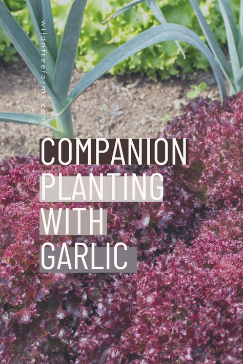 what to plant with garlic Herbs For Chickens, Companion Planting Guide, Best Companion Plants, Companion Planting Chart, Herbs List, Garden Companion Planting, Planting Garlic, Planting Guide, Growing Garlic