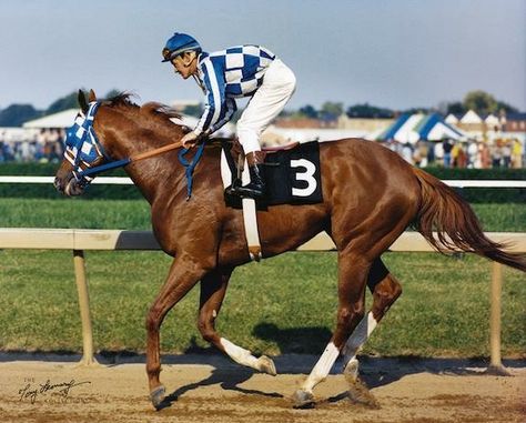 Secretariat Secretariat Horse, Horses Stuff, Preakness Stakes, Triple Crown Winners, Belmont Stakes, Race Horses, Horse Blankets, Triple Crown, Preakness