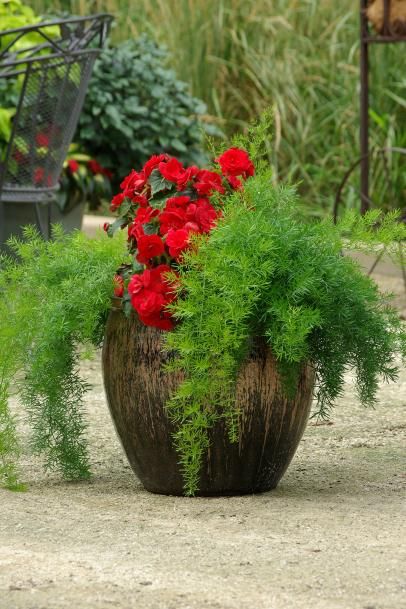 Fern Seeds, Decor Garden Ideas, Fern Planters, Foxtail Fern, Growing Asparagus, Potted Ferns, Landscaping Ideas On A Budget, Budget Decor, Asparagus Fern