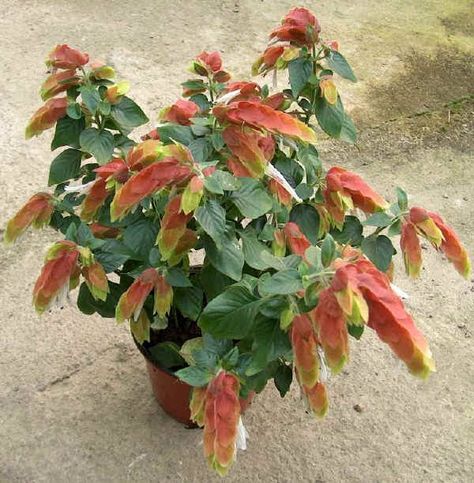 Pink Flower Names, Shrimp Plant, Broadleaf Evergreen, Balcony Flowers, Small Shrubs, Plant Book, Hanging Flower Baskets, Perennial Shrubs, Flower Spike