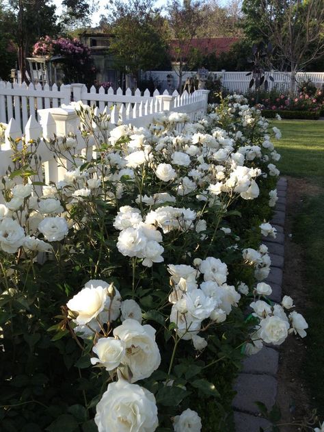 Love the roses from In n Out burger Rose Hedge, Rose Garden Design, Cottage Rose, Garden Vines, Garden Wallpaper, Wallpaper Flower, White Plants, Moon Garden, Peonies Garden