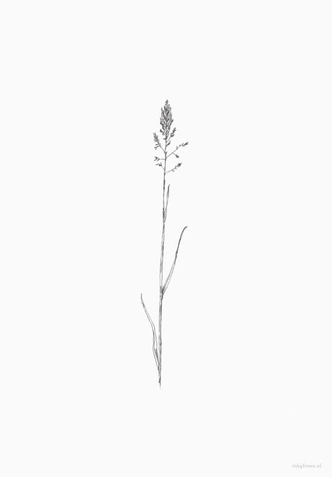 Flowers - Grass (2) #minimalist #tattoo #meaning #minimalisttattoomeaning Marsh Grass Tattoo, Timothy Grass Tattoo, Marsh Tattoo Ideas, Tall Grass Tattoo, Beach Grass Tattoo, Sea Grass Tattoo, Sweet Grass Tattoo, Wild Grass Tattoo, Sage Tattoo Flower