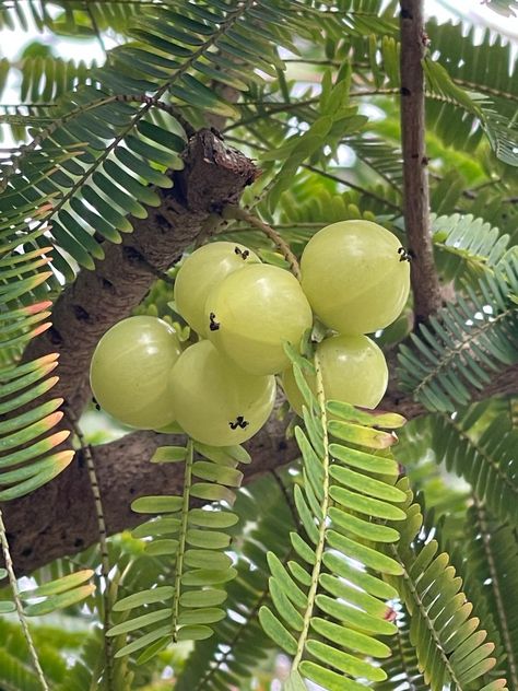 Amla Plant, Amla Tree, Indian Fruits, Gooseberry Tree, Cardamom Plant, Aesthetic Caption, Gooseberry Plant, Small Fruit Trees, Rich Background