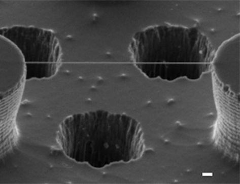 This is what DNA actually looks like... Scanning Electron Microscope Images, Microscope Images, Electron Microscope Images, Scanning Electron Microscope, Scanning Electron Micrograph, Dna Molecule, Genetic Diseases, Microscopic Images, Electron Microscope