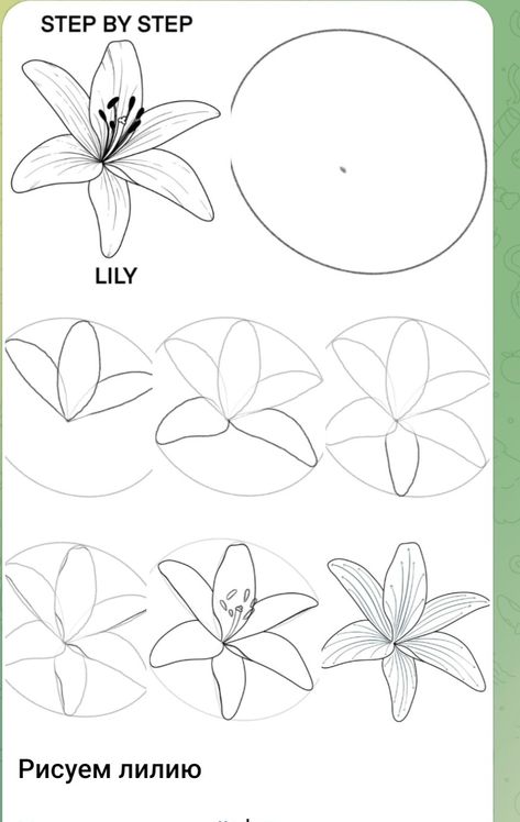 How To Draw A Tiger Lily, Water Lily Drawing Step By Step, How To Draw Flower Petals, Tropical Flowers Drawing Step By Step, How To Draw A Lily Flower Step By Step, Flower Sketch Tutorials, How To Draw Tropical Flowers, How To Draw Lily, Drawing Lily Flower