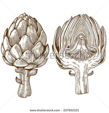 Engraving Illustration, Desenho Tattoo, Green Vegetables, Botanical Drawings, Artichoke, Botanical Illustration, Linocut, Ink Drawing, Tattoo Studio