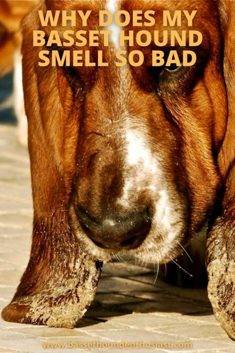 European Basset Hound, Stinky Dog, Smelly Dog, Hounds Tooth, Dog Smells, Dog Cleaning, Basset Hound Dog, Bassett Hound, Rough Collie