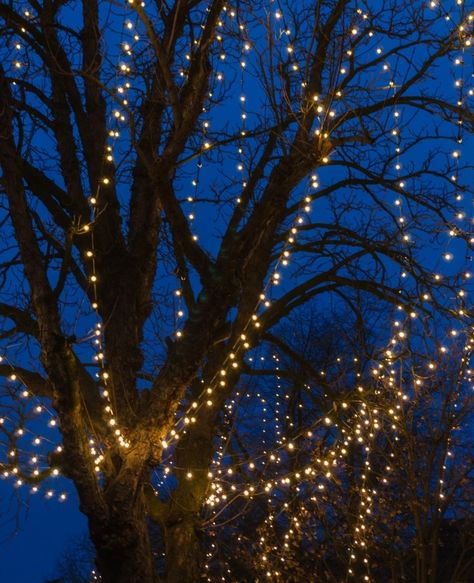 How To Put Fairy Lights On A Tree | An Easy Guide For Beginners Hanging Tree Lights, Fairy Lights Outdoor, Outdoor Tree Lighting, Fairy Lights In Trees, Battery Operated String Lights, Hanging String Lights, Tree House Diy, Christmas Fairy Lights, 18th Bday