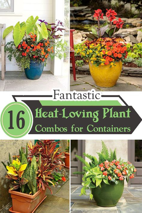 Flower Pots For Hot Sun, Heat Resistant Container Plants, Full Sun Pots Plants, Full Sun Planter Ideas Pots, Summer Potted Plants Patio, Plants For Full Sun And Heat Pots, Flower Pot Planting Ideas Full Sun, Plant Combos For Containers, Patio Flower Pot Ideas Full Sun