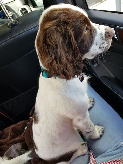 Springer Spaniel Puppy Brown Springer Spaniel, Springer Puppies, Dogs Hunting, English Springer Spaniel Puppy, Working Springer Spaniel, Cocker Spaniel Spotted, Welsh Springer Spaniel, Boykin Spaniel, Springer Spaniel Puppies