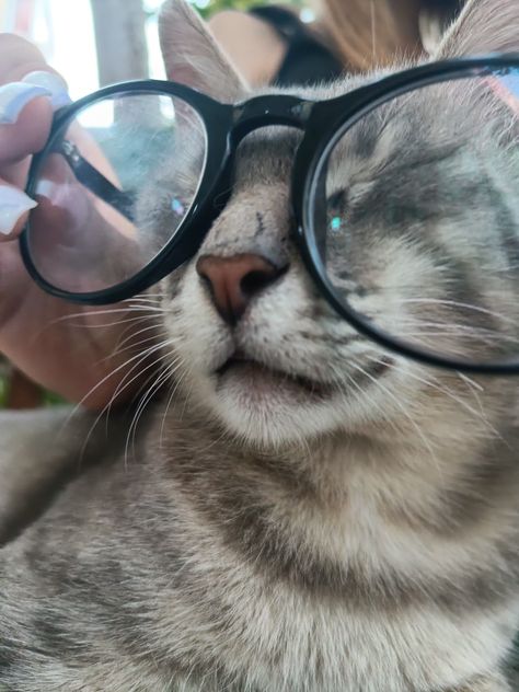 Cat With Glasses Pfp, Cat With Specs, Black Cat With Glasses, Pfp Glasses, Nerd Cat, Cat Wearing Glasses, Glasses Aesthetic, Cat With Glasses, Silly Kitties