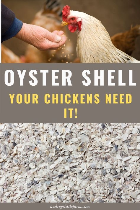 Here are all the benefits of oyster shell for you chickens. Your hens need oyster shell in their diet to provide them with the extra calcium them need for hard egg shells. So if you aren't feeding oyster shell it's important to start adding it in now. Click this article to learn all about it! Oyster Shells For Chickens, Calcium For Chickens, Homestead Inspiration, Caring For Chickens, Eating Oysters, Food For Chickens, Feeding Chickens, Chicken Diet, Chicken Raising