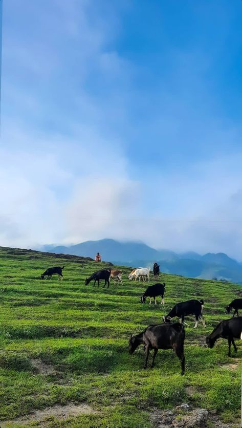 Goats , mountains and fog Mountain Images, Natural Background, Goat Farming, Green Mountain, The Mountain, Goats, Mural, Cabin, Illustrations