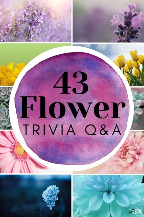 43 Flower Trivia Questions and Answers Flower Games Party, Garden Club Program Ideas For Adults, Garden Party Games For Ladies, Spring Games For Seniors, Spring Trivia Questions And Answers, Flower Party Games, Garden Party Games For Adults, Spring Activities For Seniors, Spring Games For Adults