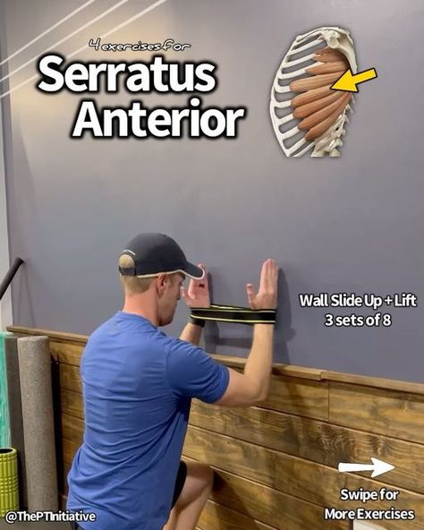 Dr. Adam McCluskey PT, DPT on Instagram: "💥Serratus Anterior Strength for Winging Scapula!💥 (Full Shoulder Program on sale in @theptinitiative bio link!...) . . 🔑The serratus anterior is an important muscle that sits underneath your shoulder blade and wraps around the side to your ribs. It plays a significant role in keeping your scapula moving optimally when reaching overhead. —- 🔎Sometimes when we don’t have optimal stability of the shoulder blade, the scapula can “wing out” leading to the popular term – scapular winging. — 🤓Don’t view winging scapula as a diagnosis but instead a description of movement quality. Whenever I see a scapula winging out with clients of mine, I use it as a guide to investigate further if their shoulder stabilizers need a bit of strengthening. — 🎯Many of Serratus Anterior Exercises, Serratus Anterior Muscle, Scapular Winging, Winged Scapula, Shoulder Rehab Exercises, Serratus Anterior, Glute Medius, Shoulder Rehab, Shoulder Impingement