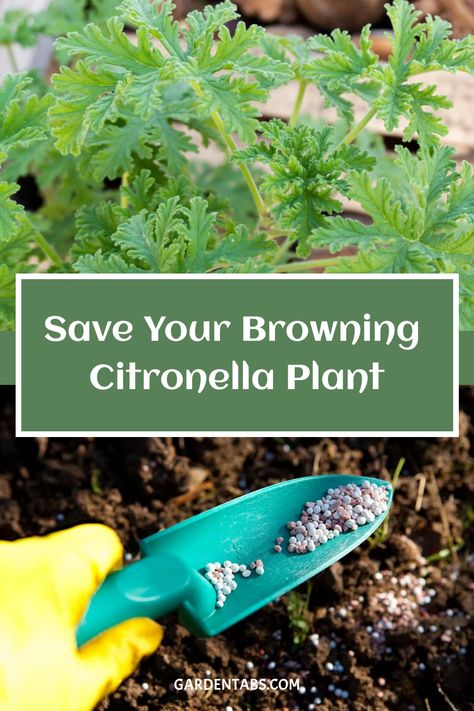 Discover effective tips to revive a struggling citronella plant. Learn how to identify common issues like browning and wilting, and how to provide proper care to bring it back to health. Enhance your gardening skills with our expert advice and help your plant thrive again! Citronella Plant Care, Citronella Plant, Geranium Plant, Succulent Gardens, Mountain Laurel, Plant Guide, Bring It Back, Flowering Shrubs, Edible Plants