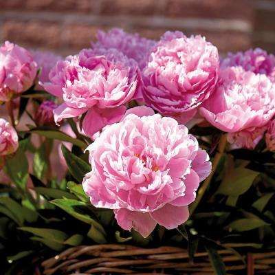 Peony Sarah Bernhardt, Peony Bulbs, Van Zyverden, Peony Care, Sarah Bernhardt, Planting Peonies, Peony Root, Fall Bulbs, Anniversary Flowers