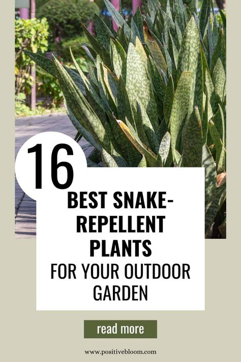 16 Best Snake-Repellent Plants For Your Outdoor Garden Snake Repellent Plants, Snake Repellant Plants, Carrot Companion Plants, Snake Repellant, Mother In Law Plant, Plants Around Pool, Dracaena Trifasciata, Snake Repellent, Agapanthus Plant