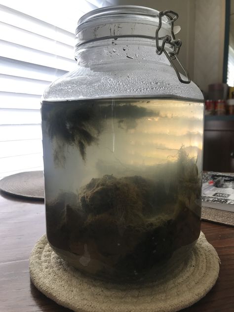 Water Boatman, Eco Jar, Ecosystem In A Jar, Mystery Creatures, Self Sustaining Terrarium Ecosystem, Eco System In A Jar, Lake Ecosystem, Small Ecosystem In A Jar, Self Sustaining Ecosystem Aquarium