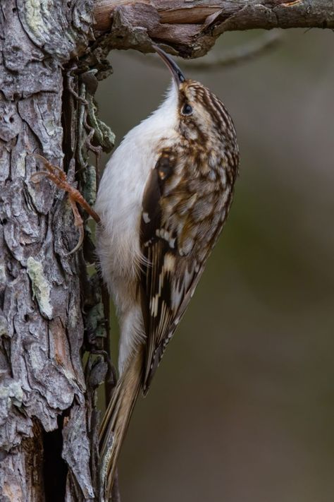 Brown Creeper. Brown Creeper, Group 8, Creepers, Permaculture, Birds